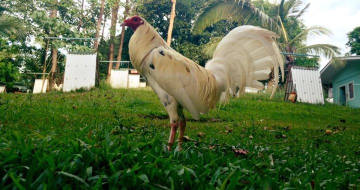 Purebred Warrior’s Gamefowl Collections