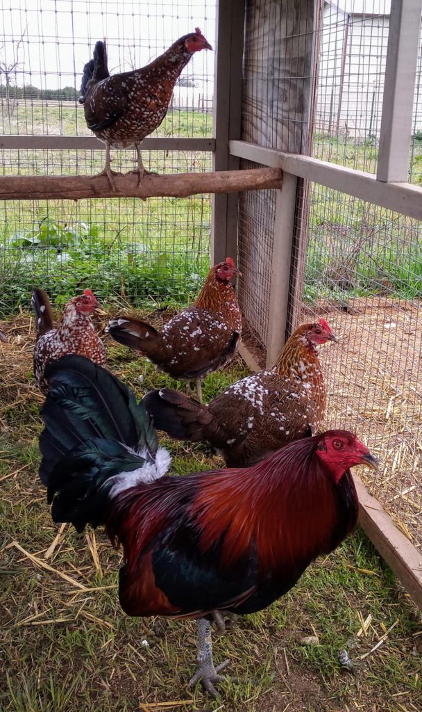 game-roosters-for-sale-in-texas