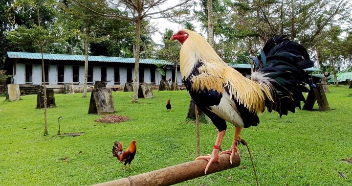 How to Make Business in the Gamefowl Industry