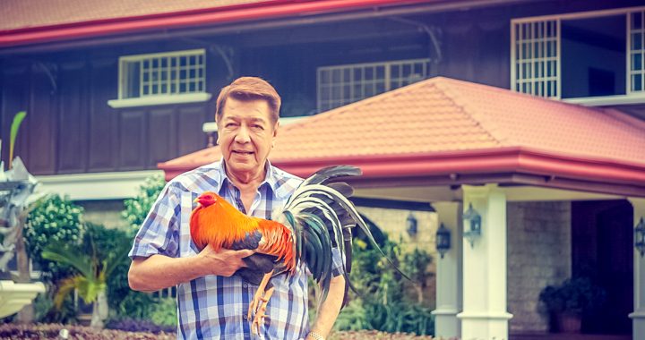 How to Become a Better Gamefowl Breeder