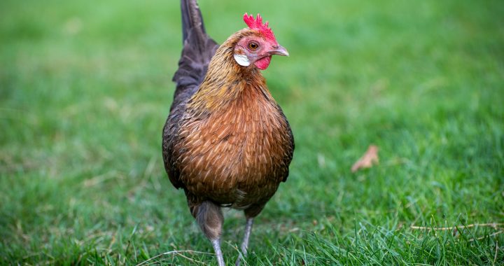 Some Tips to Prevent Feather Picking in Hens
