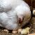 Tips to Hatch Healthy and Viable Eggs